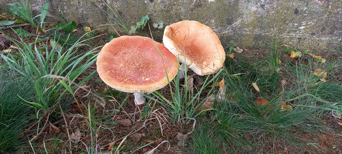 img00014.jpg